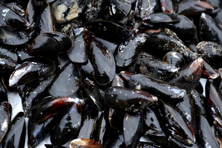 Ny studie visar att införandet av musselodlingar sänker kostnaderna.