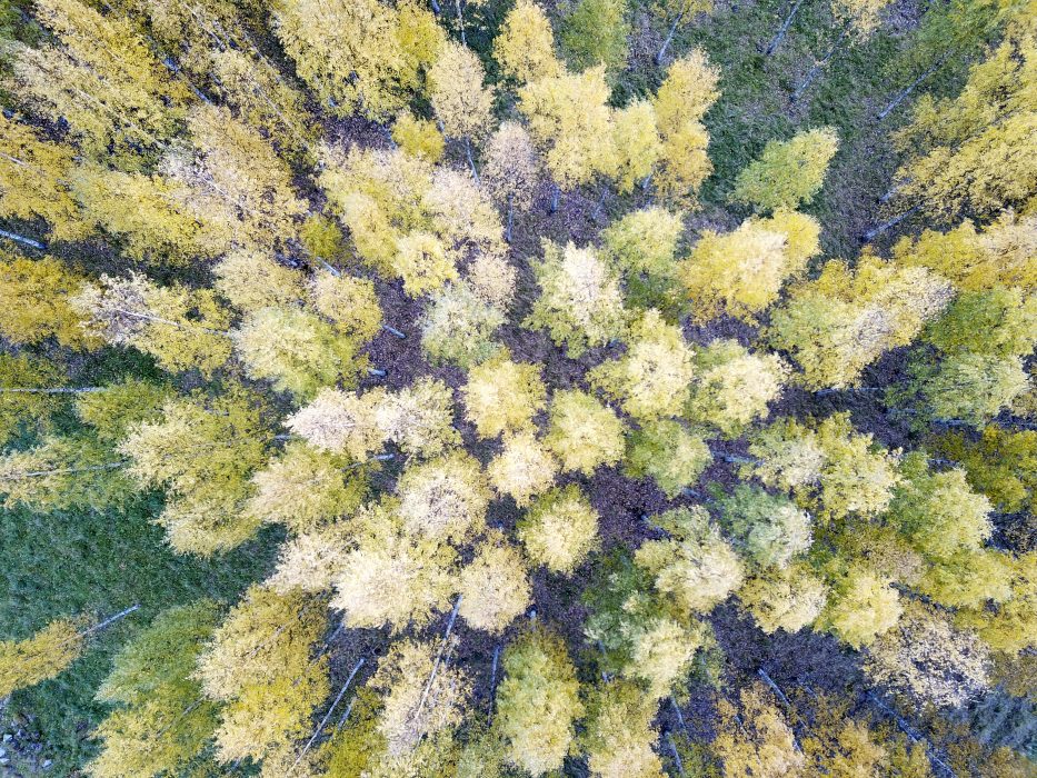 Svenska bolaget SCA pekas ut som miljöbovar av Greenpeace, då de på ett klimatskadligt sätt skövlar skog och anlägger plantager.