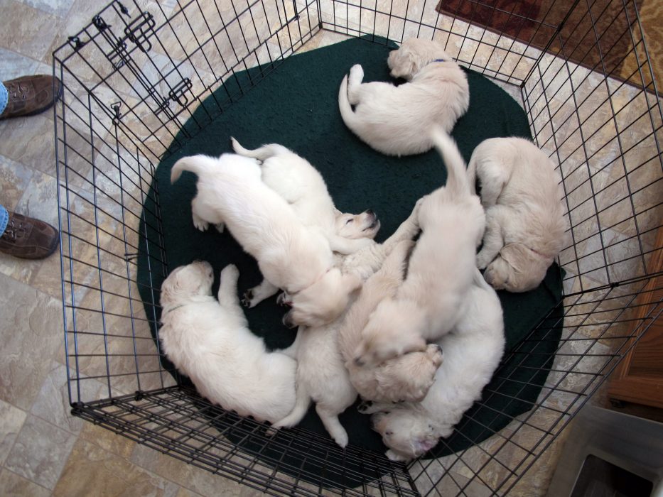 Sex valpar av rasen Golden retriever stals under det brutala rånet.