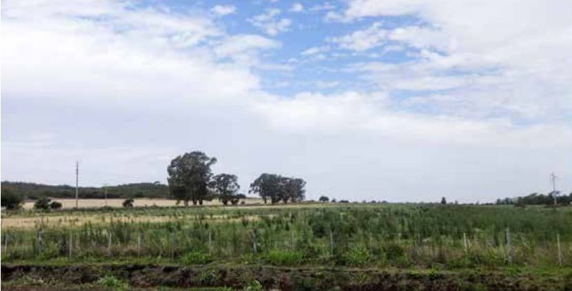 Mark som har avverkats för att ge plats för soja i provinsen Córdoba i centrala Argentina.