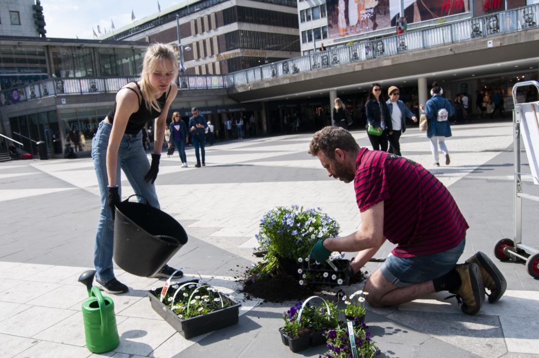 Sofia Hölaas Borén och Samuel Jarrick tar plats med penséer och tusenskönor på Sergels torg i Stockholm.