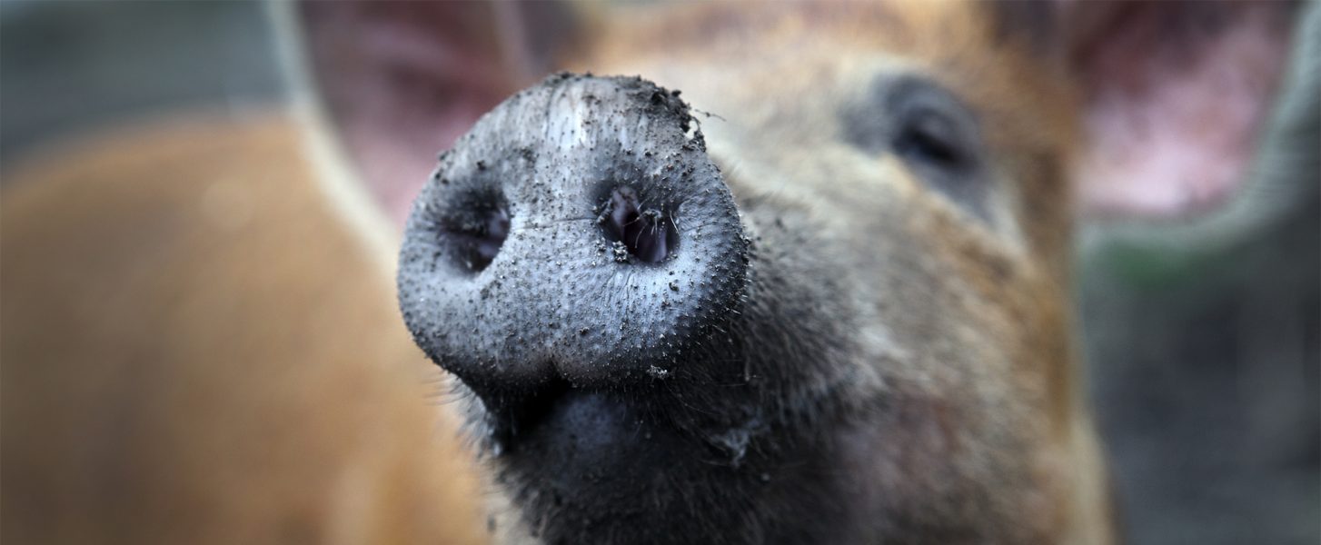 En gris fick känna frisk luft mot trynet och lite kärlek och omtanke sin sista dag i livet.