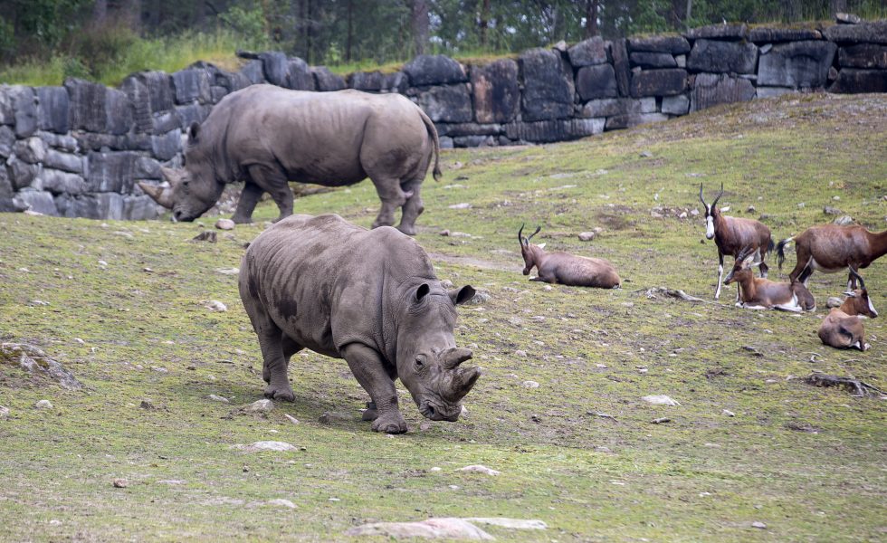 De vita noshörningarna blir allt färre och de är hotade av tjuvjägare som vill komma åt deras horn.