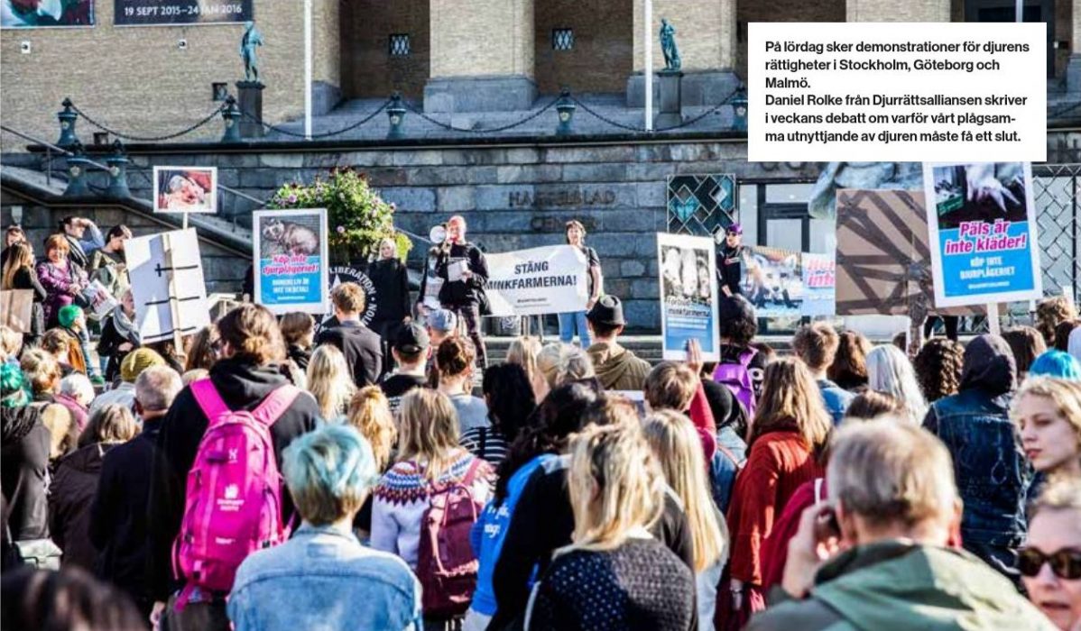 På lördag sker demonstrationer för djurens rättigheter i Stockholm, Göteborg och Malmö.