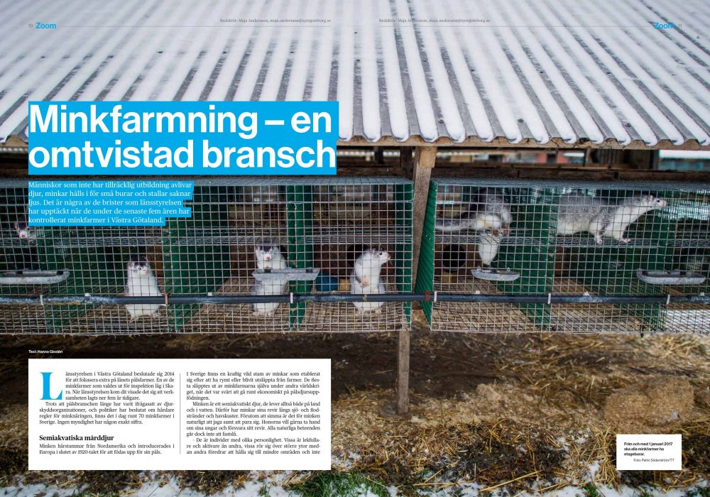 Från och med 1 januari 2017 ska alla minkfarmer ha etageburar.