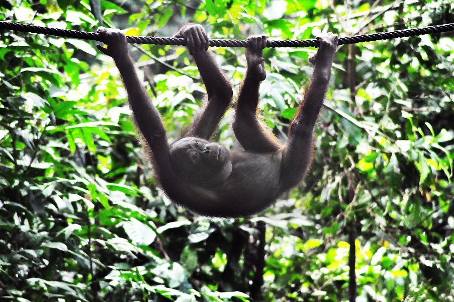 Orangutanger förirrar sig då och då in på plantagerna, där de har svårt att hitta föda.