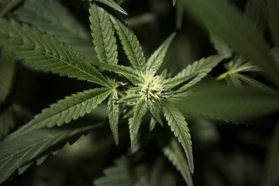 Hovrätten sänker påföljden av en narkotikadom då cannabisen i fråga var svag.