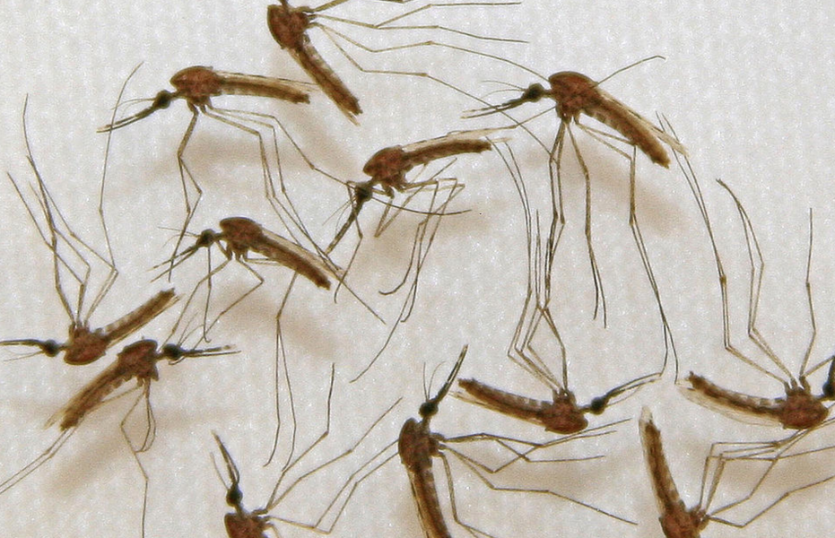 Ett nyupptäckt nervgift kan vara effektivt i kampen mot malariamyggor.
