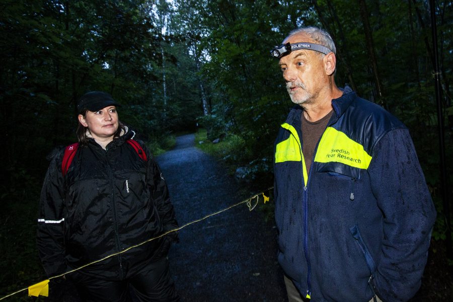 Politikern Sara Stenudd följde med forskaren Jens Rydell ut när han satte upp nät i Stockholmsområdet för att fånga fladdermöss.