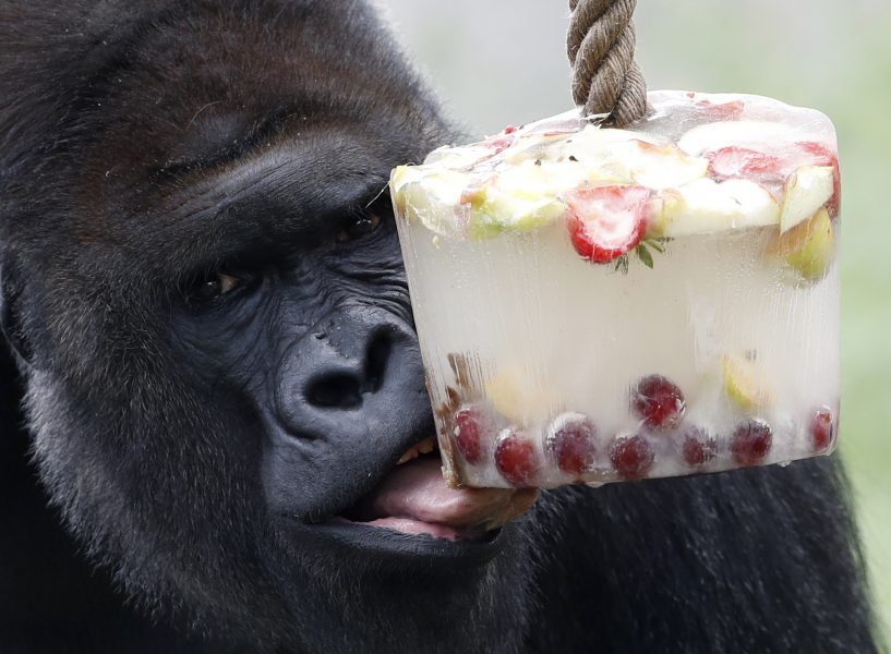 Gorillan Kijivu avnjuter ett isblock med frukt på ett zoo i Prag.