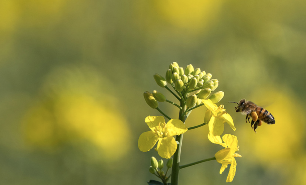 Forskarna vill hellre se att företag lägger resurser på etablering av ängar än bikupor.