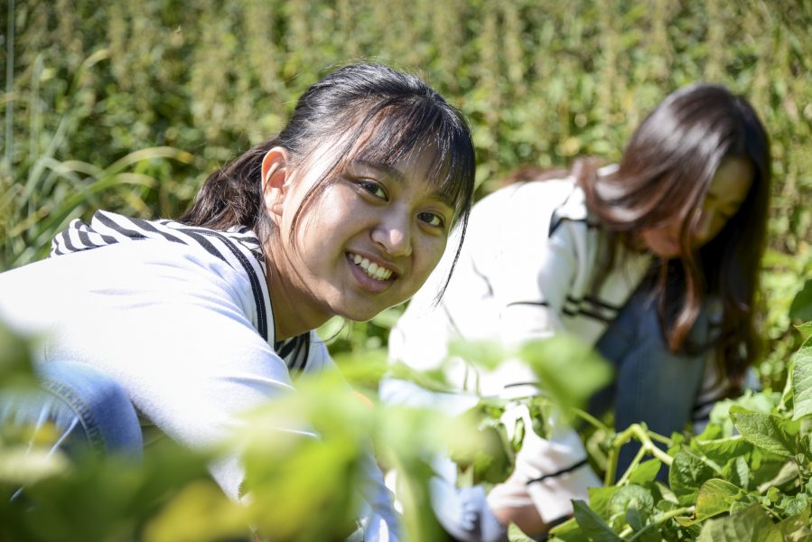 Lärorikt, tycker 18-åringarna Joy Chia-Ying Chung och Laura Tzu-Lun Hsu om arbetet på den lilla gården strax utanför Hörby.