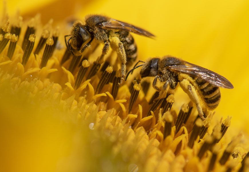 Forskarna vill hellre se att företag lägger resurser på etablering av ängar än bikupor.