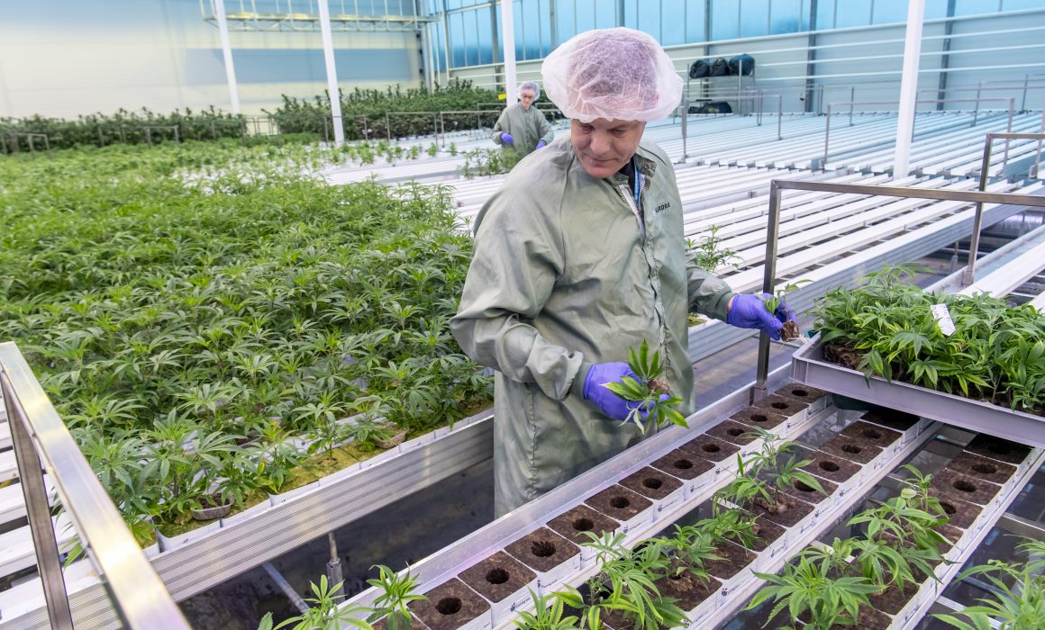 Medicinsk cannabisodling.