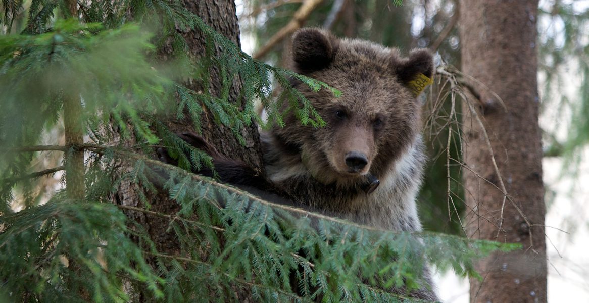 Snart börjar licensjakten på björn – en jakt som ofta är grym och sadistisk, skriver Annika Anastassiou.