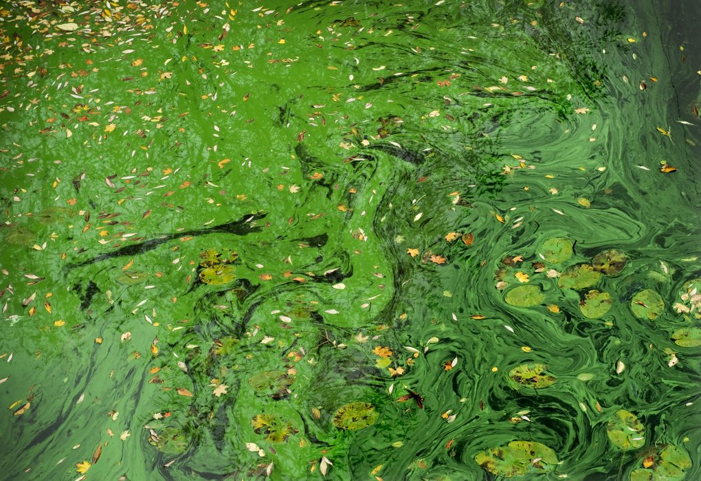 Den senaste tidens väder har resulterat i algblomning i flera sjöar.