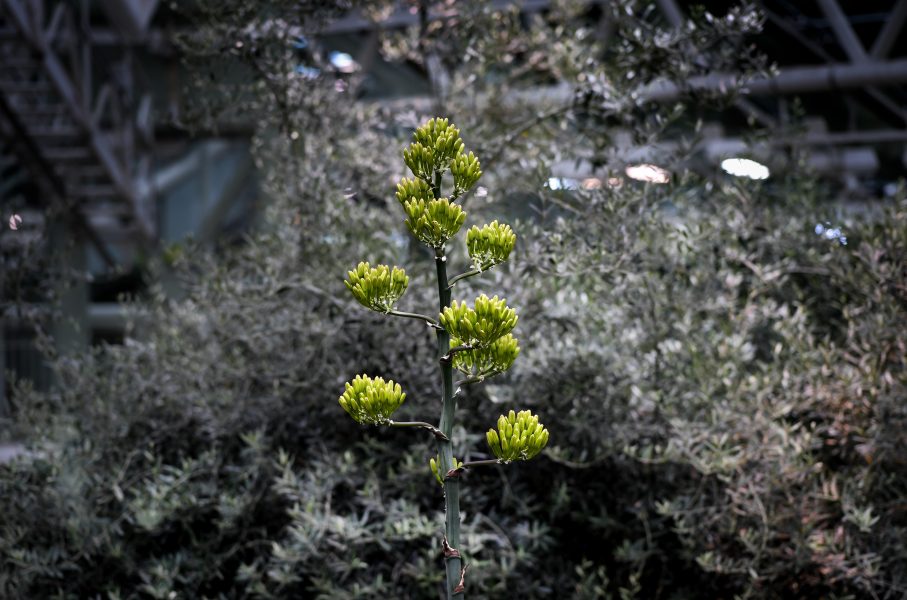 Taggagaven i Bergianskas botaniska trädgård har en blomställning som är högre än fyra meter.