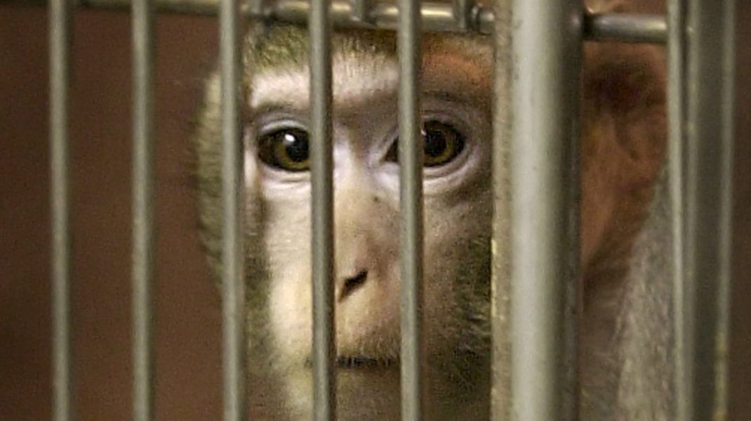 SLU vill se ett nytt djurförsökscenter för att optimera försöken.