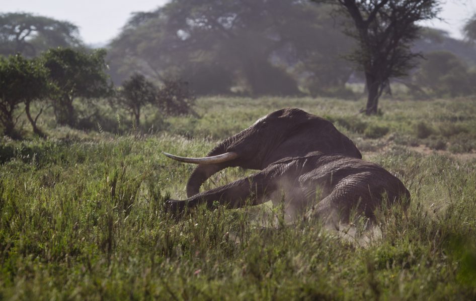 WWF är en av de organisationer som bekämpar tjuvjakt på utrotningshotade arter, bland annat elefanter, som jagas för sina betar.
