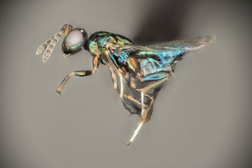 Parasitsteklarna tros nu vara den artrikaste gruppen bland insekterna.