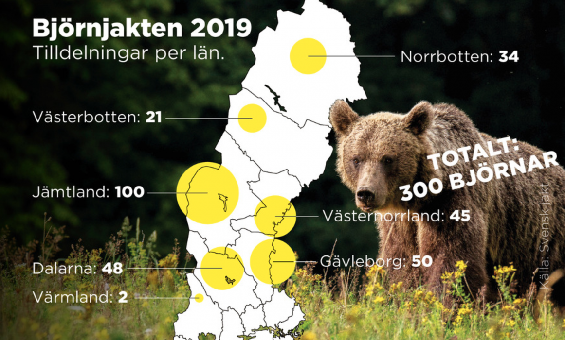 Totalt 300 björnar får fällas den här jaktsäsongen.