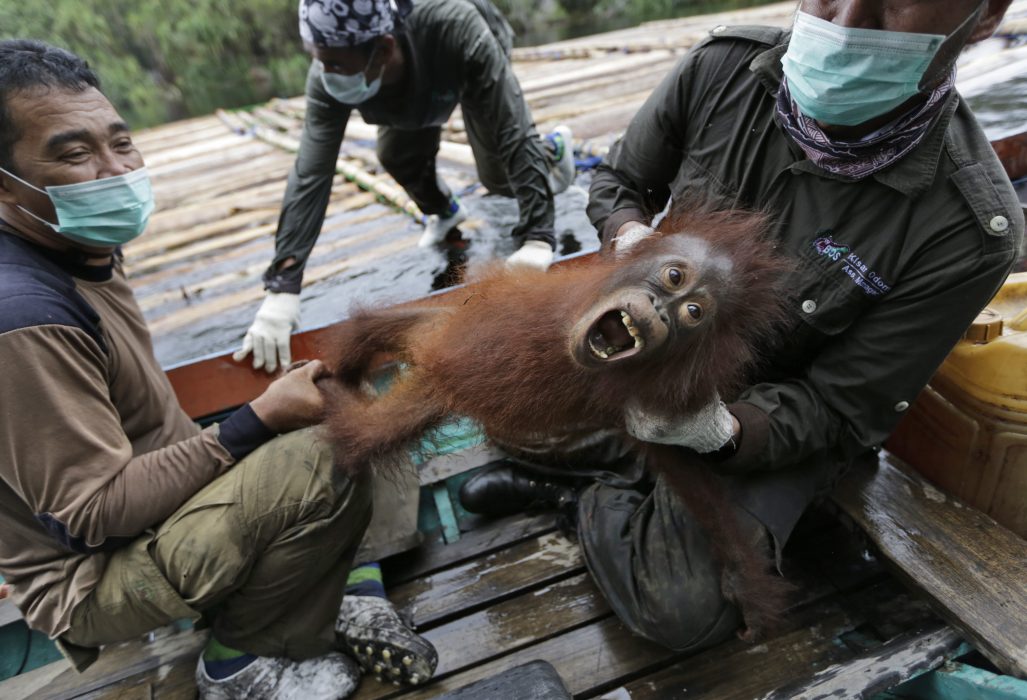 In this Jan. 7, 2016, photo, conservationists of Borneo Orangutan Survival Foundation hold a baby orangutan rescued along with its mother during a rescue and release operation for orangutans trapped in a swath of jungle in Sungai Mangkutub, Central Kalimantan, Indonesia. Last year's forest fires drove orangutans closer to the river bank, where they had to live in an over-populated swath of forest as thin as 30 meters wide along the river. (AP Photo/Dita Alangkara)