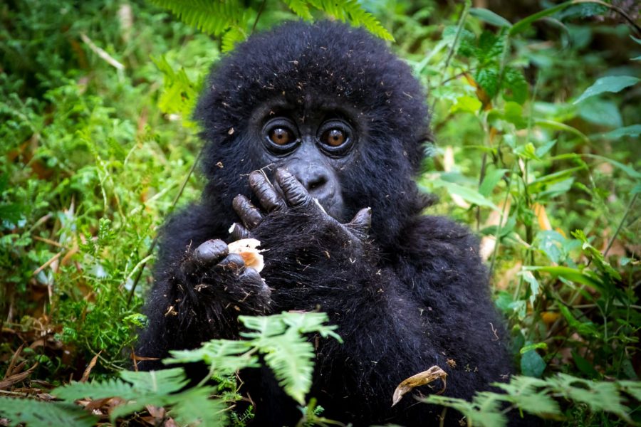 Några positiva exempel är dock att antal apor i Costa Rica och bergsgorillor i centrala Afrika ökar.