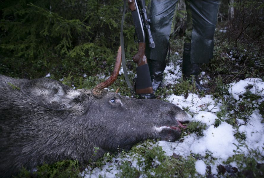 En död älgtjur ligger framför fötterna på jägaren som skjutit honom.
