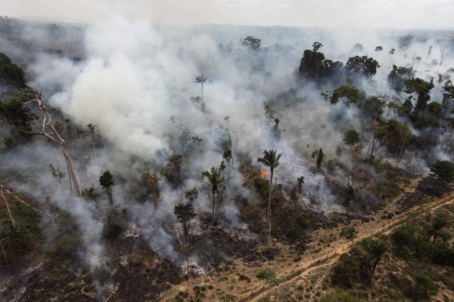 Antalet skogsbränder i Amazonas har ökat rejält i år.