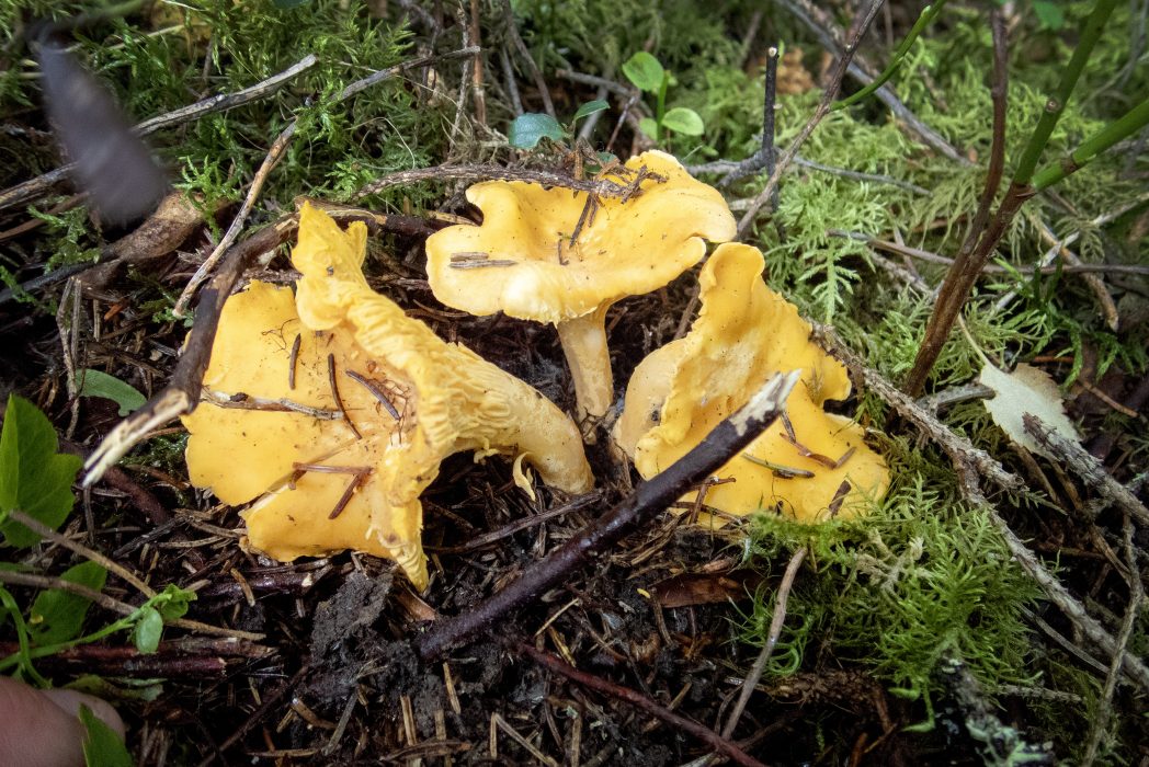 Kantarellerna har trivts i sommarens lite kyliga och blöta väder.