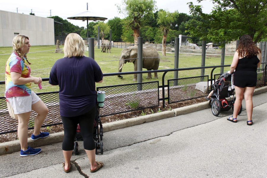 Zoobesökare tittar på två afrikanska elefanter i Milwaukee, USA.