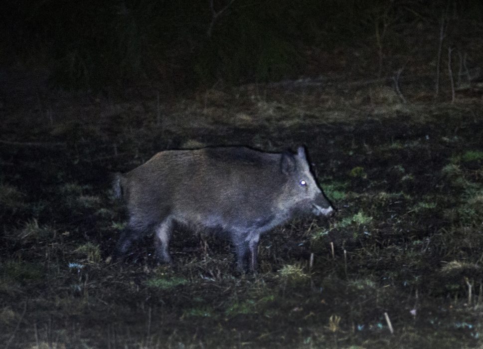 Vildsvin i stadsmiljö blir allt vanligare.
