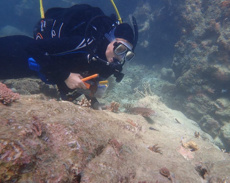 En dykare sätter fast en bit korall vid revet med en speciellt framtagen klämma.
