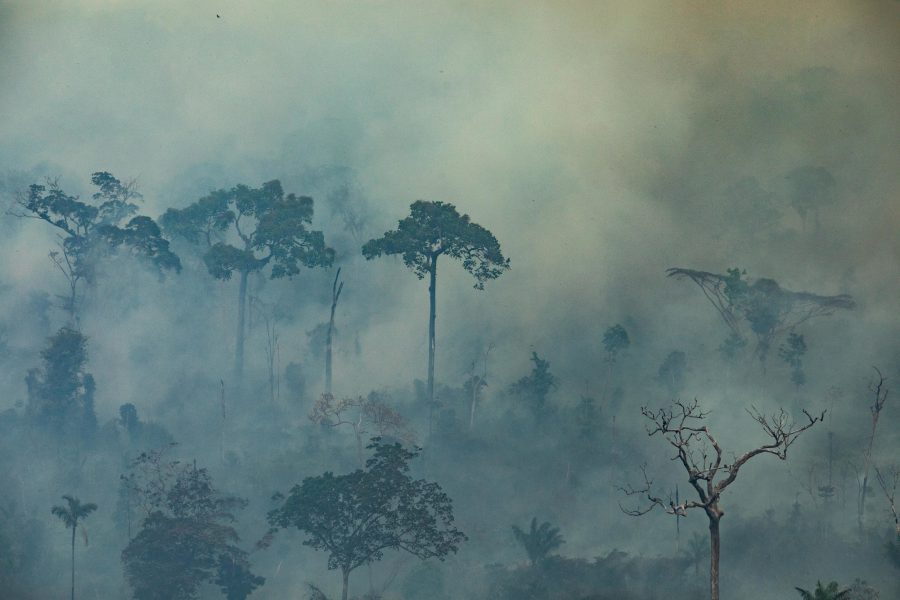 Miljöorganisationen Greenpeace Brasil har gjort en överflygning för att dokumentera några av de områden som drabbats värst av bränderna i Amazonas.