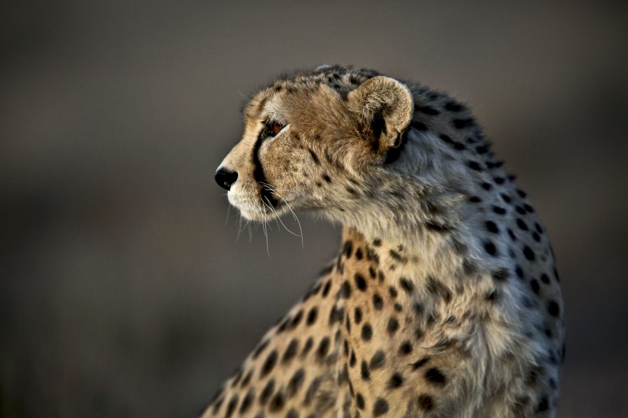 En gepard i Jajarm i nordöstra Iran 2014.