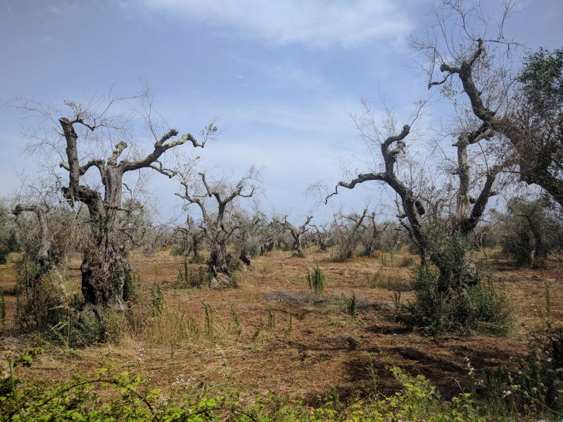 Träd som dödats av bakterien av Xylella fastidiosa i regionen Apulien.