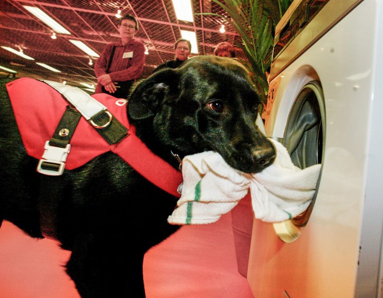 Hunden Ada plockar ut tvätt åt en brukare, en kund eller helt enkelt en människa.
