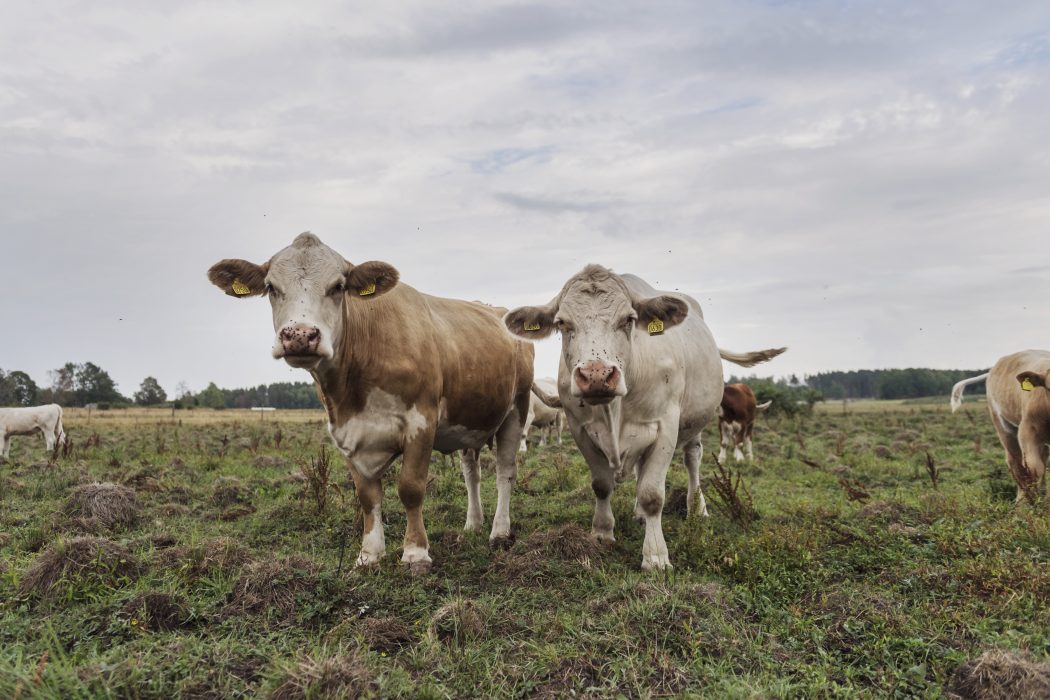 Markanvändningen måste förändras enligt IPCC.
