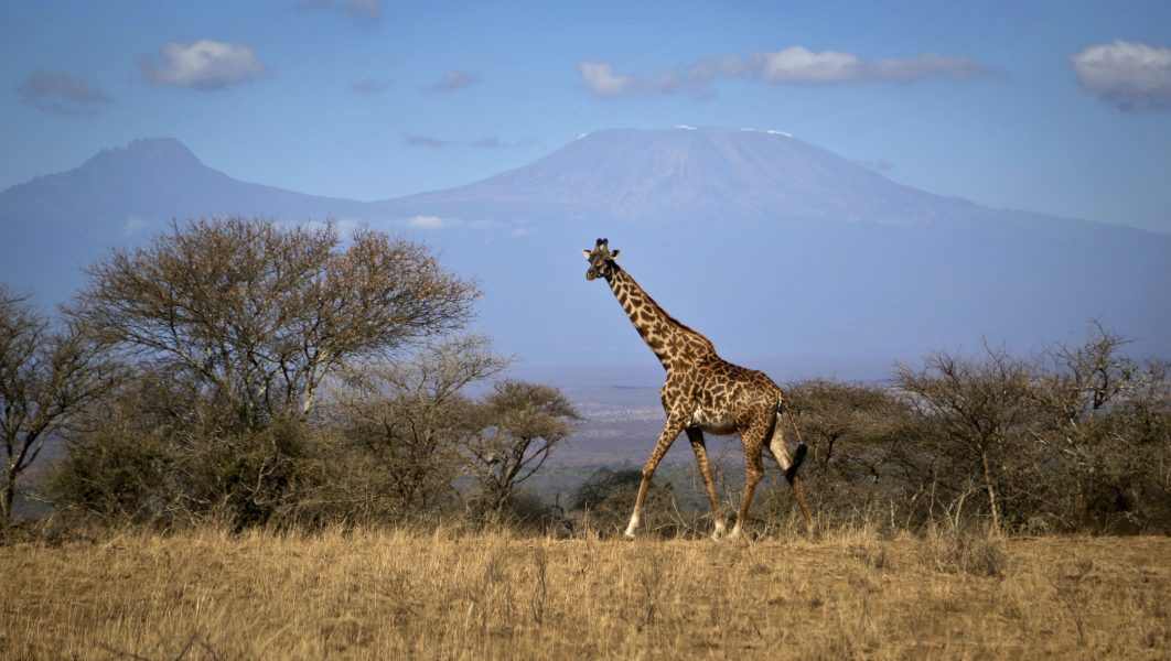 En giraff i nationalparken Amboseli i Kenya.