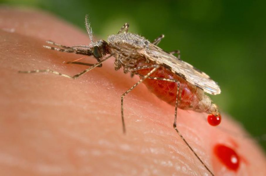 På bilden syns en malariamygga (Anopheles stephensi).