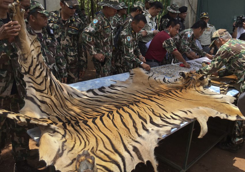 Anställda i en thailändsk nationalpark undersöker ett beslagtaget tigerskinn.