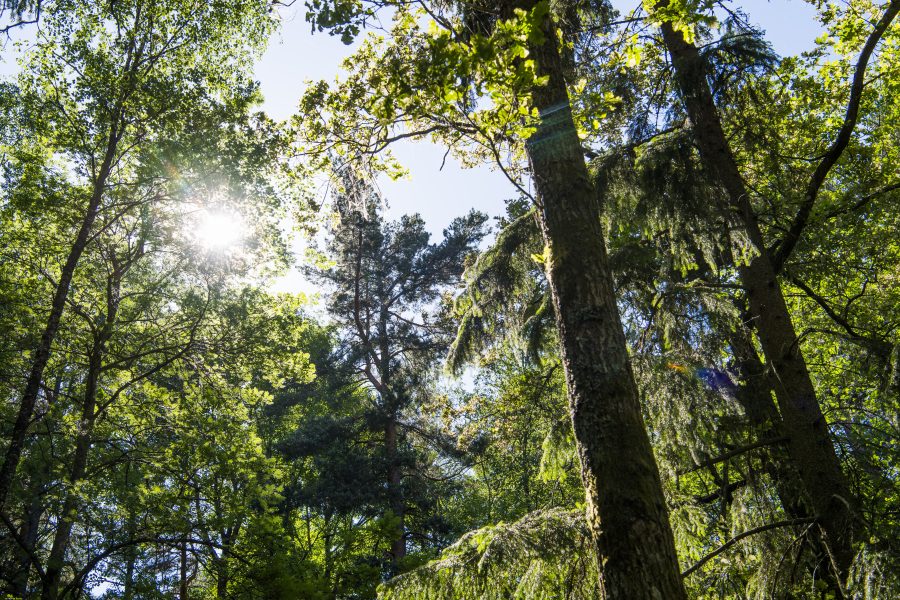 Doften av park- och skogmiljö är avstressande, enligt ny forskning.