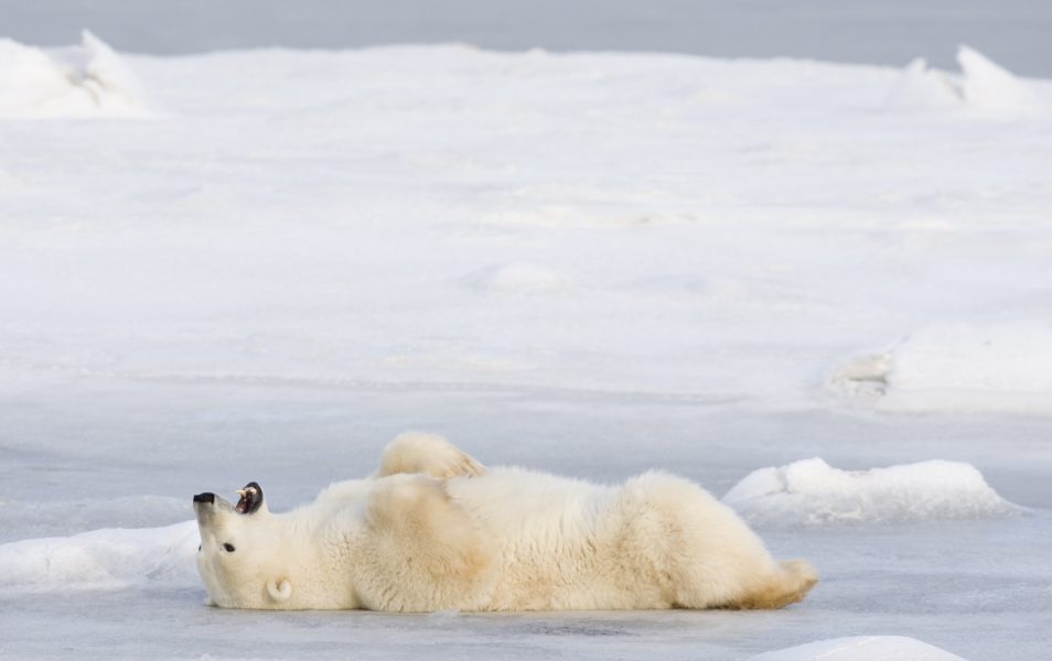 Kanadas isbjörnar, som denna i Hudson Bay, ska gynnas av ett nytt marint naturreservat.