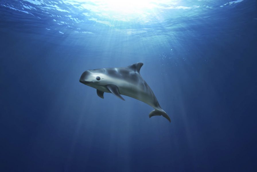 Kaliforniatumlaren är världens minsta tumlare och riskerar utrotning.