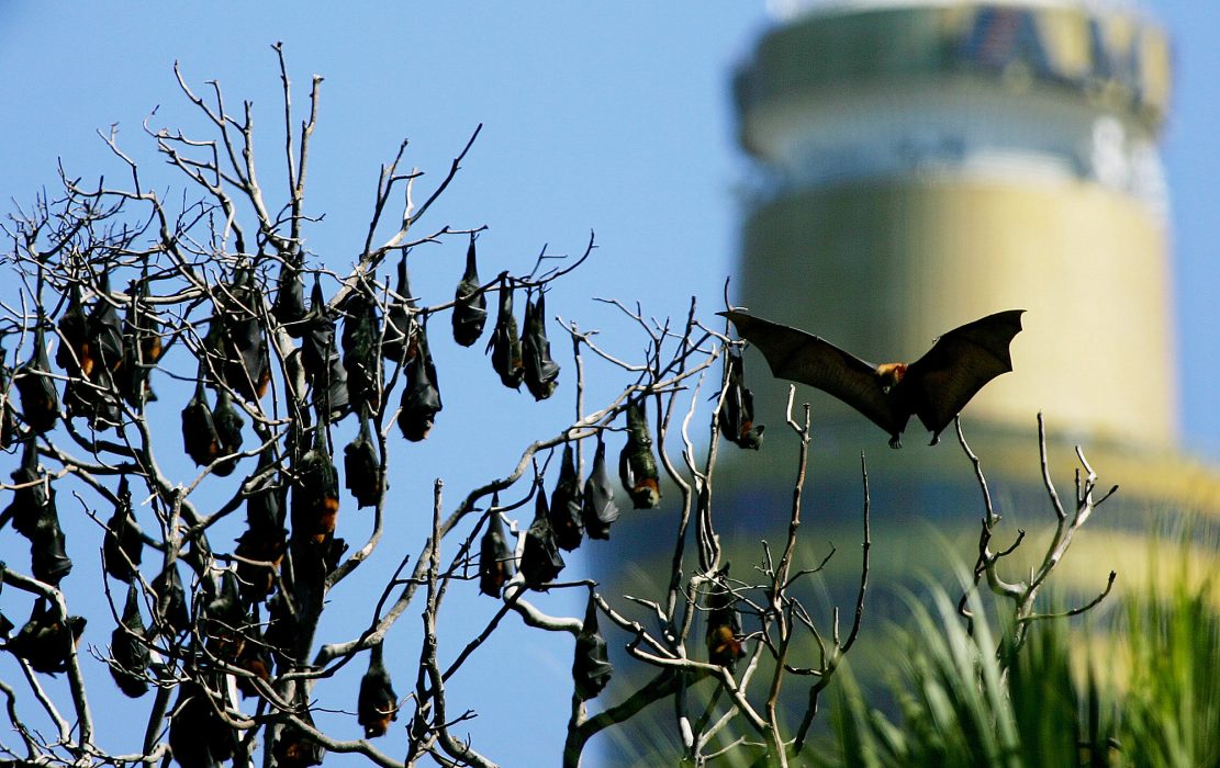 Flyghundar i Sydney i Australien.