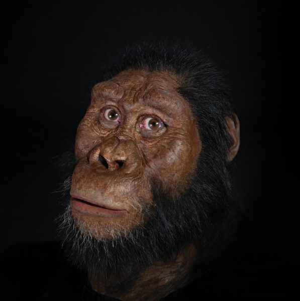 Tack vare skallen går det att lista ut hur Australopithecus anamensis en gång såg ut.