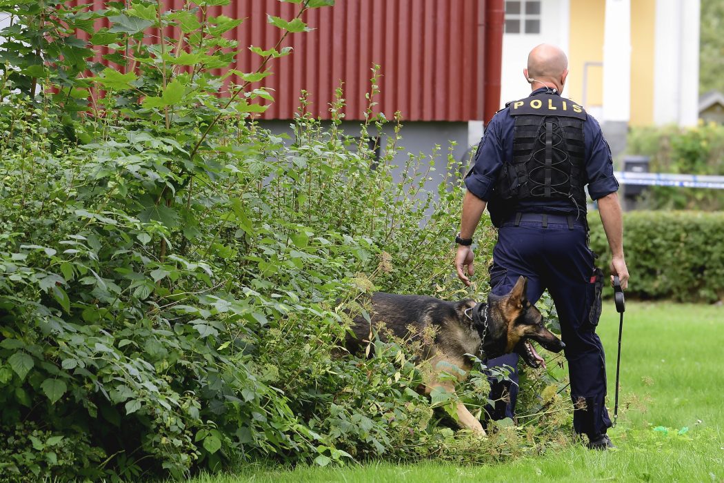 Att i ett tidigt skede använda polishundar har visat sig var en framgångsfaktor för polisens utredningsarbete.