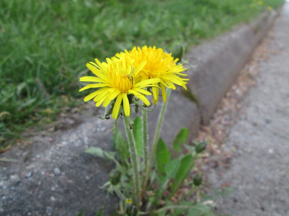 Vanligare framöver? Blommande ogräs ger stadsbin mer föda.