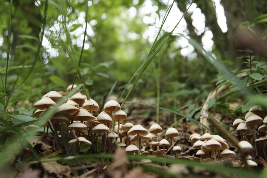 Psykedeliska svampar är narkotikaklassade i Sverige.