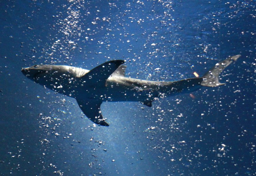 Vanligtvis brukar Shark Spotters ha 200 rapporterade fall där vithajar setts till om året.